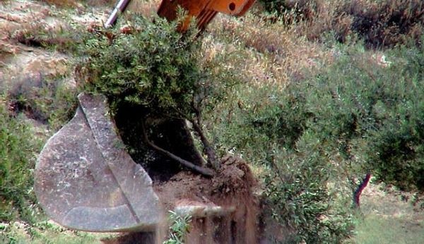 مستوطون يجرفون أراضي شرق بيت لحم